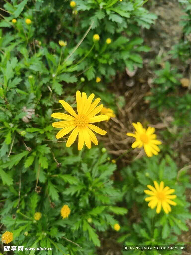 黄色小花绽放于绿叶间