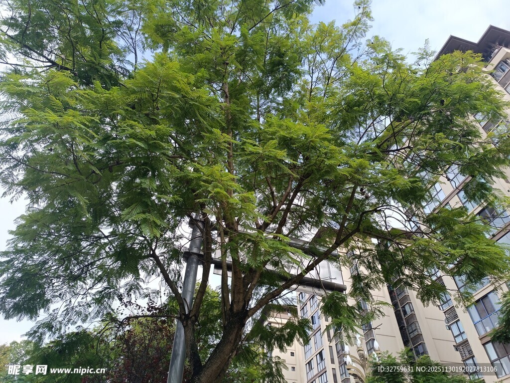 城市中茂盛的绿树