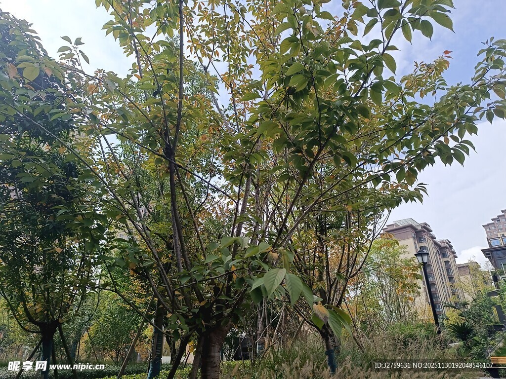 城市中葱郁的树木景观