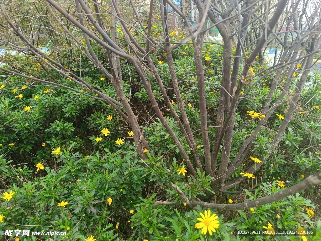 灌木间绽放的黄色小花