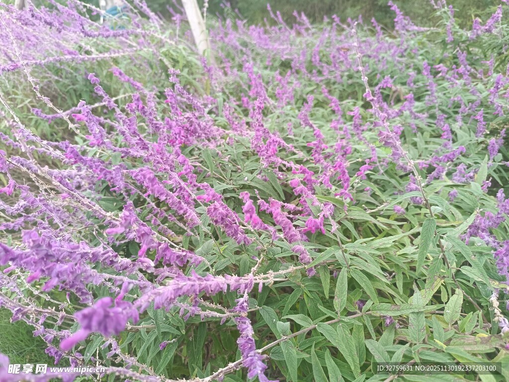 紫色花卉绽放的美丽景象