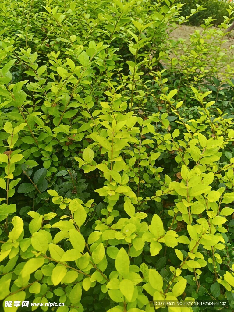 翠绿繁茂的植物景观