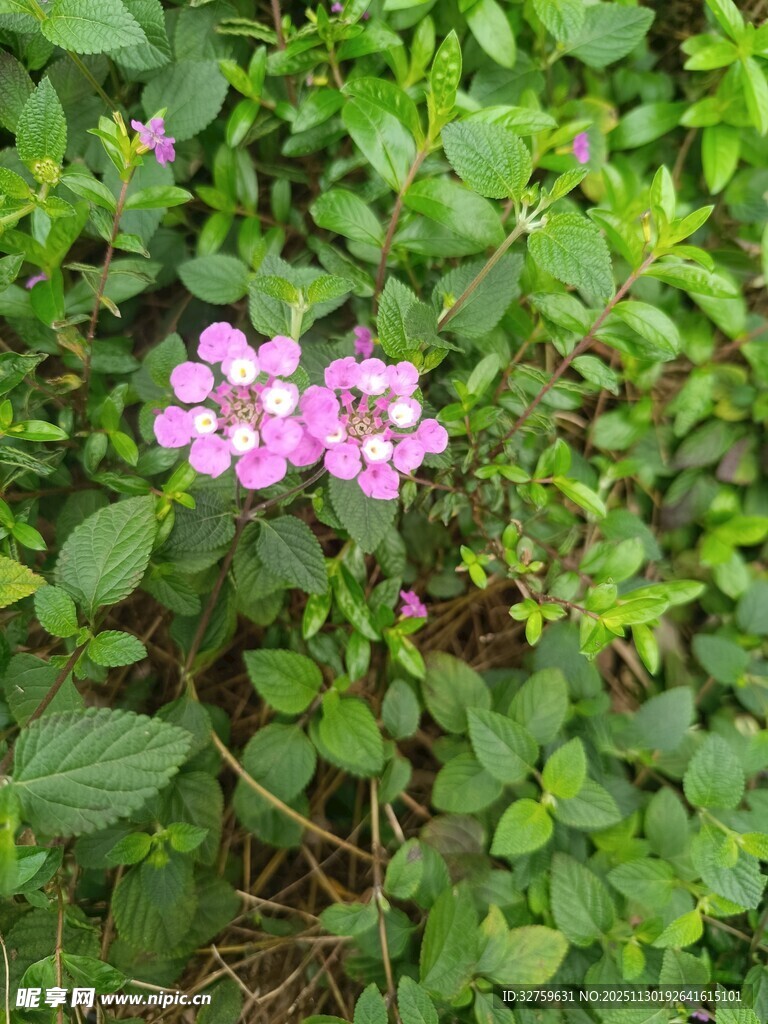 绿叶丛中的粉色小花