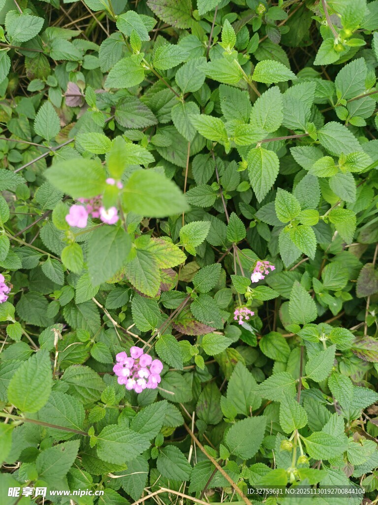 绿叶丛中的粉色小花