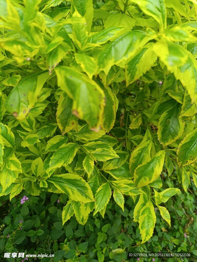 黄绿相间的斑斓叶片