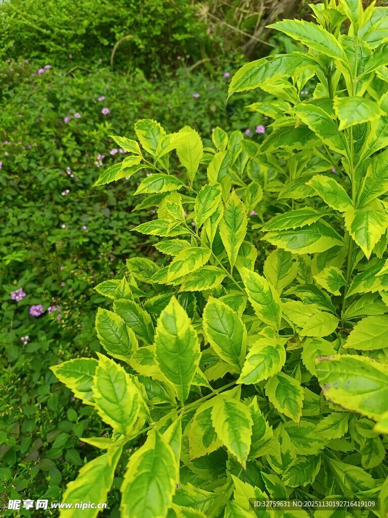 翠绿叶片的生机植物