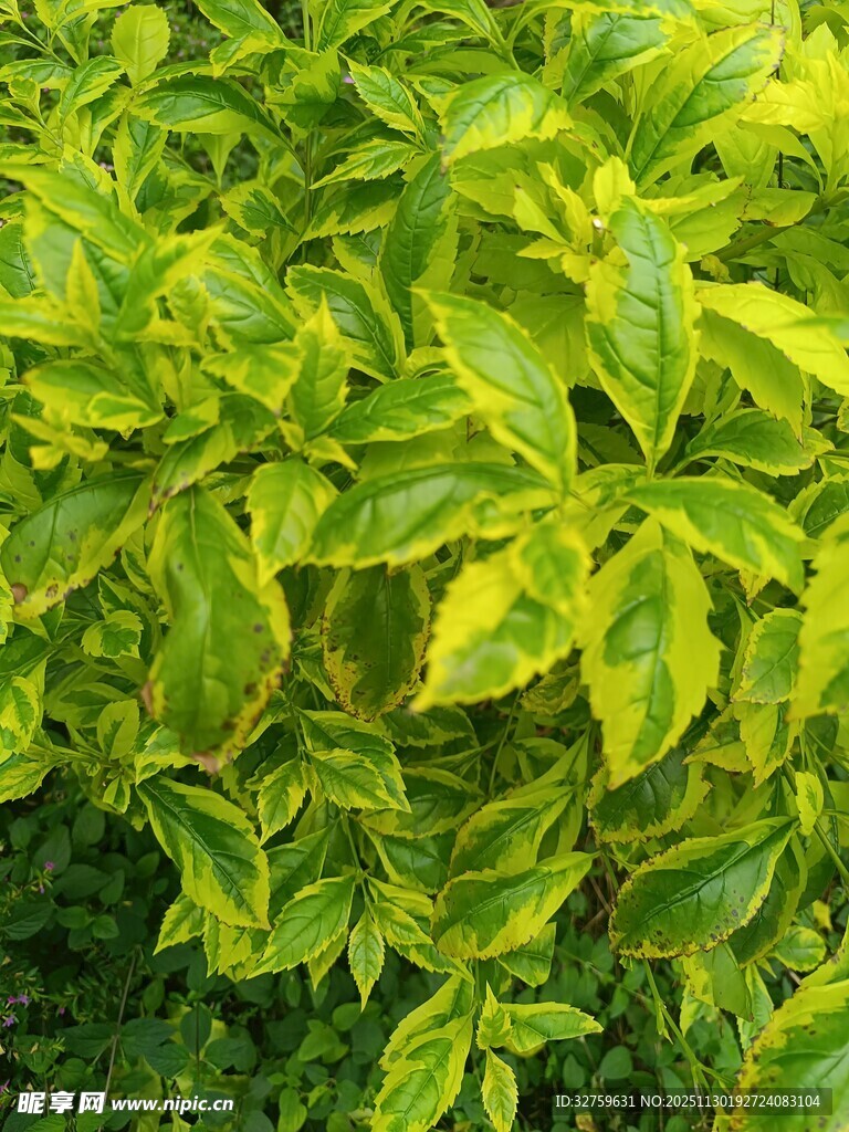 黄绿相间的斑斓叶片植物