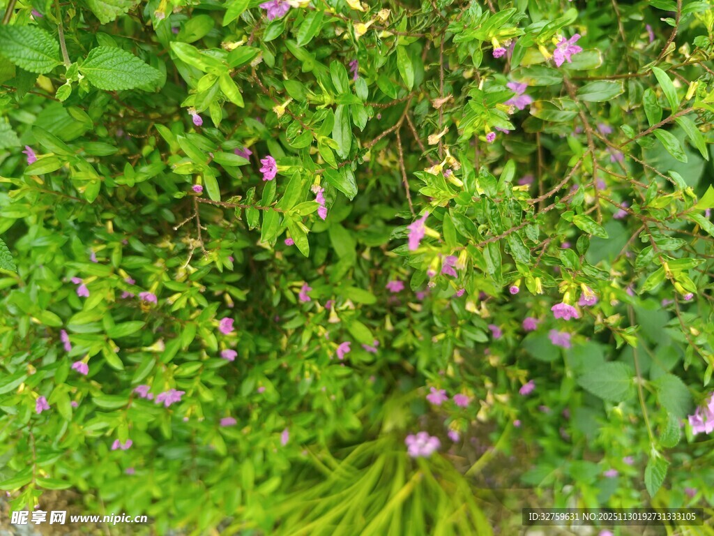 绿叶丛中的紫色小花