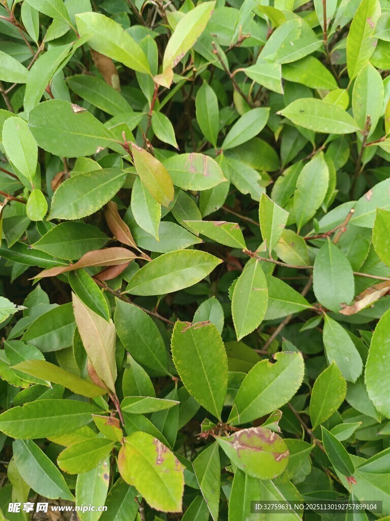 翠绿繁茂的植物叶片