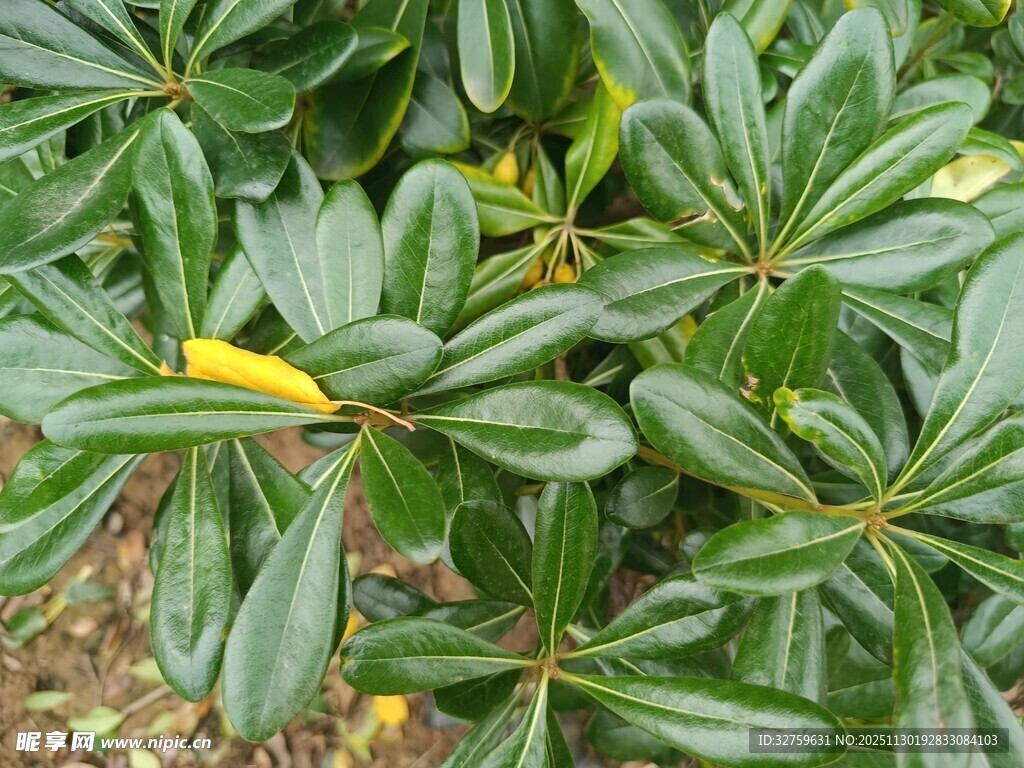 绿叶间的黄色叶片特写