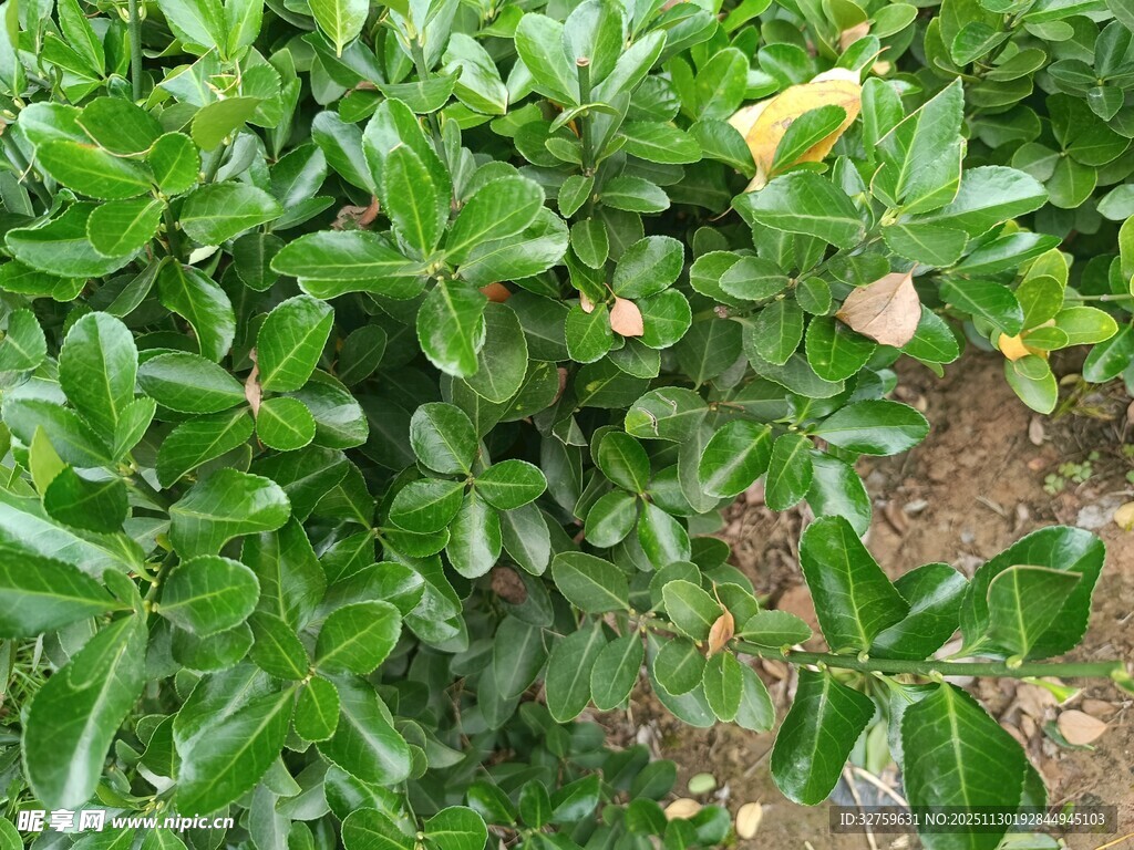 绿叶繁茂的绿色植物