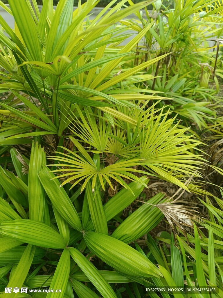 翠绿繁茂的热带植物景观
