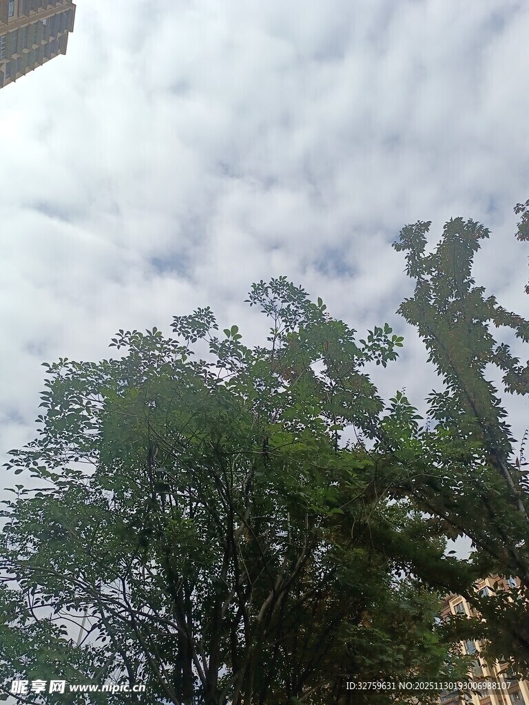 蓝天白云下的葱郁树木