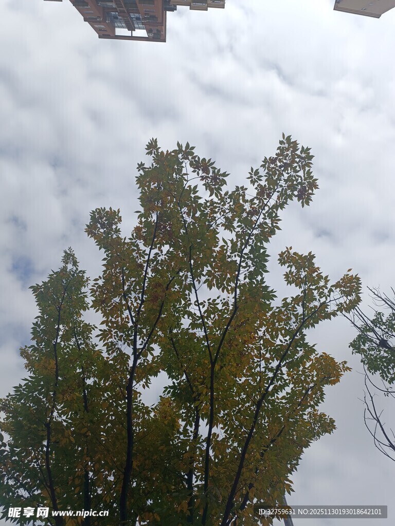 天空下的绿树梢