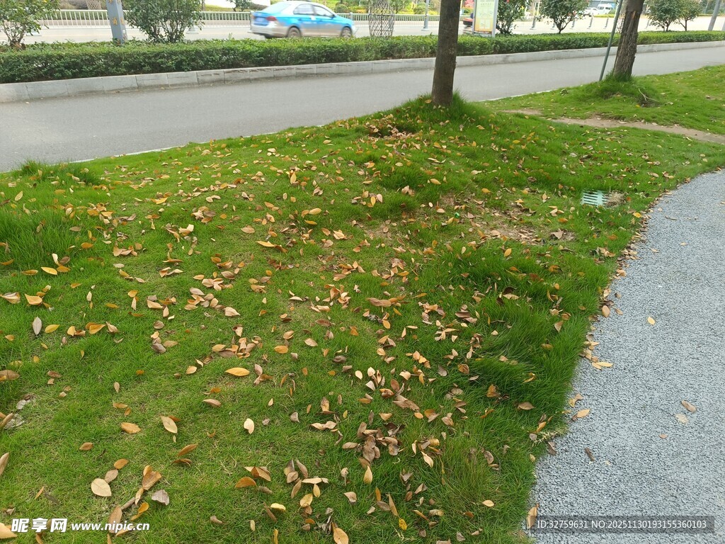 路边草地散落枯黄树叶