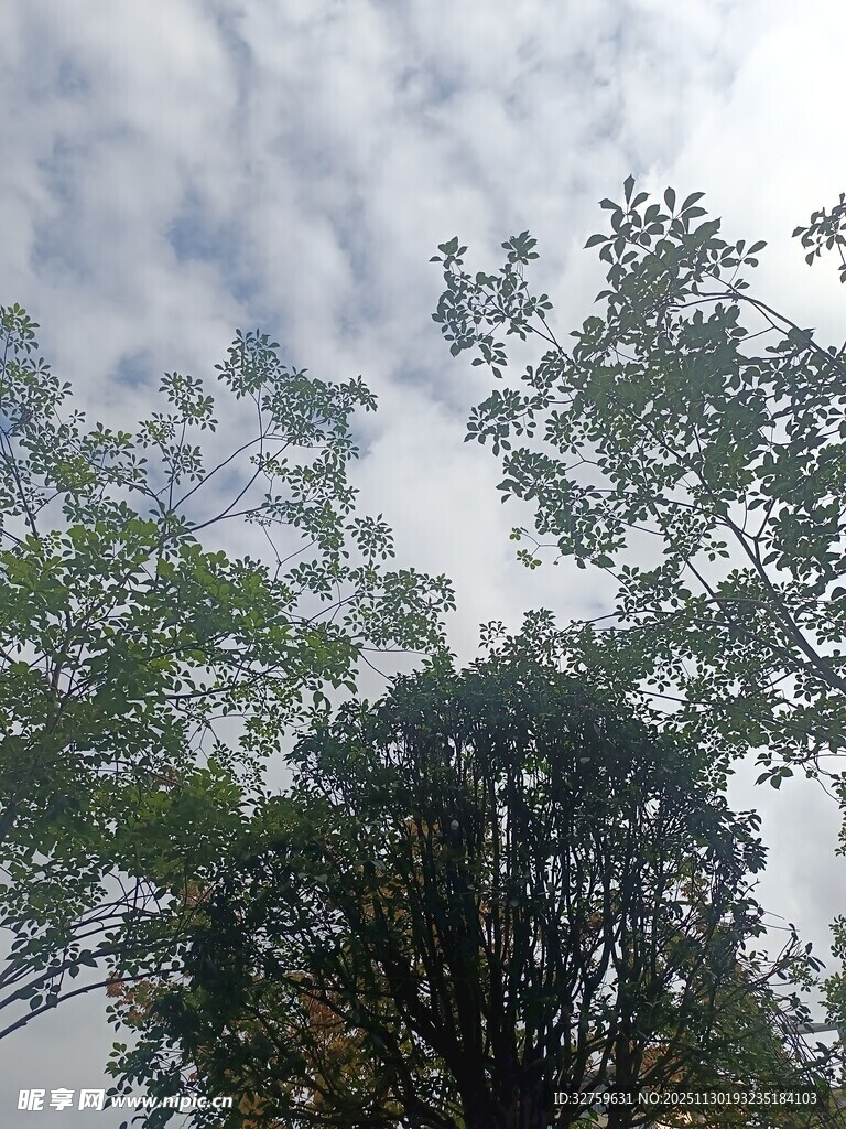 树梢之上的天空与云朵