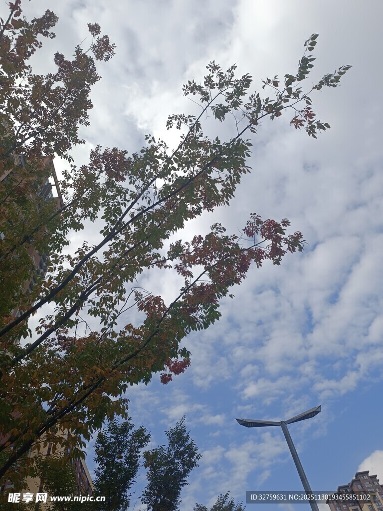 蓝天映衬下的繁茂树枝