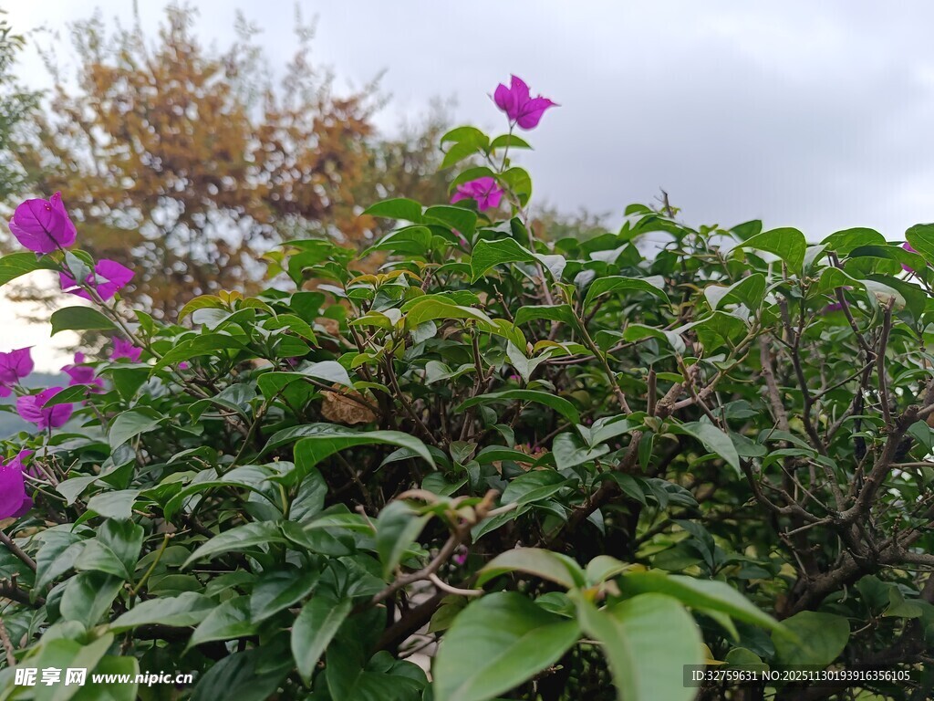 绽放的紫色三角梅