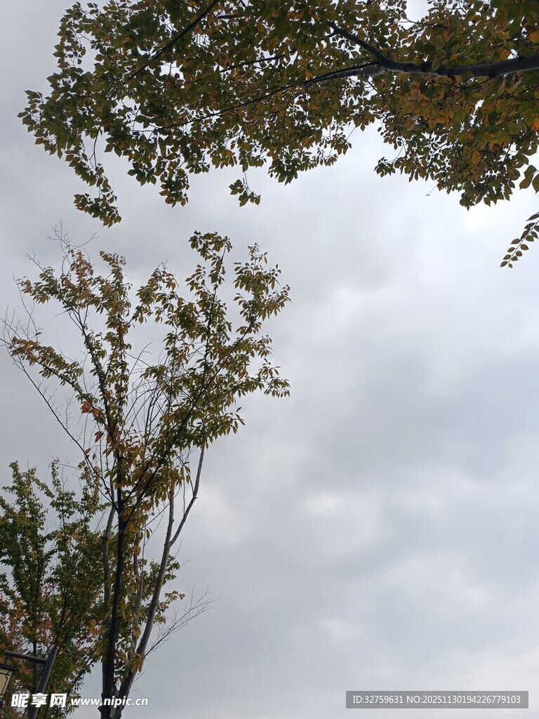 阴天里的树木枝叶