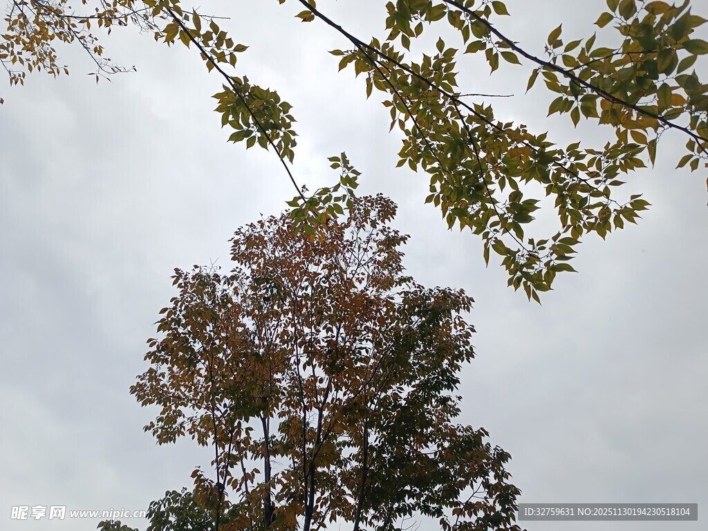 仰视视角下的树木枝叶