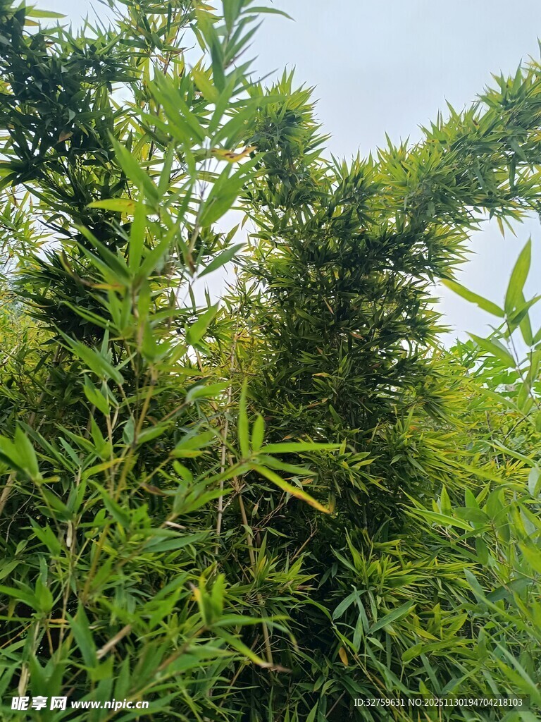 翠绿竹林景致