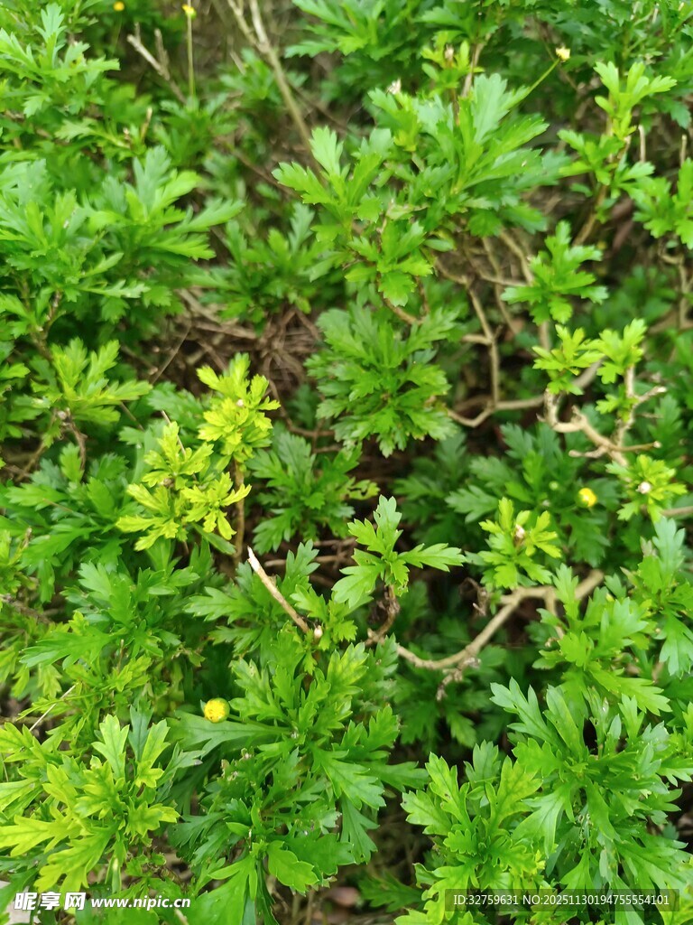 繁茂绿植景观