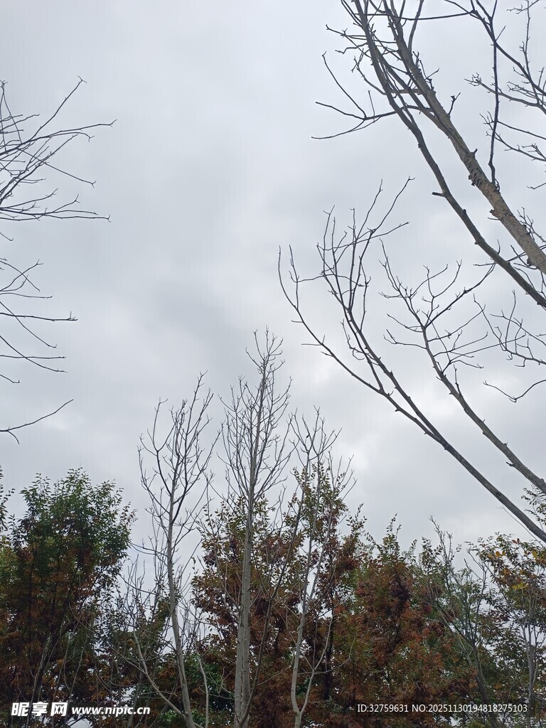 阴天树林树梢景象