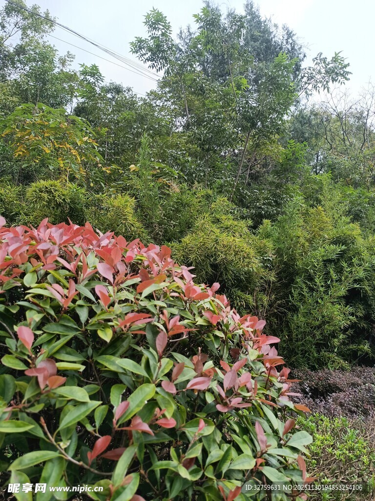 多彩叶片的茂盛植物景观