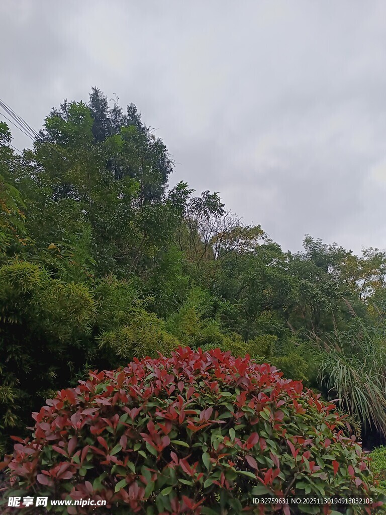 繁花绿树的自然景致