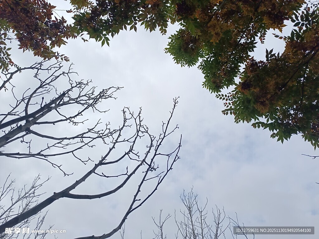 枯枝与绿叶的天空景致