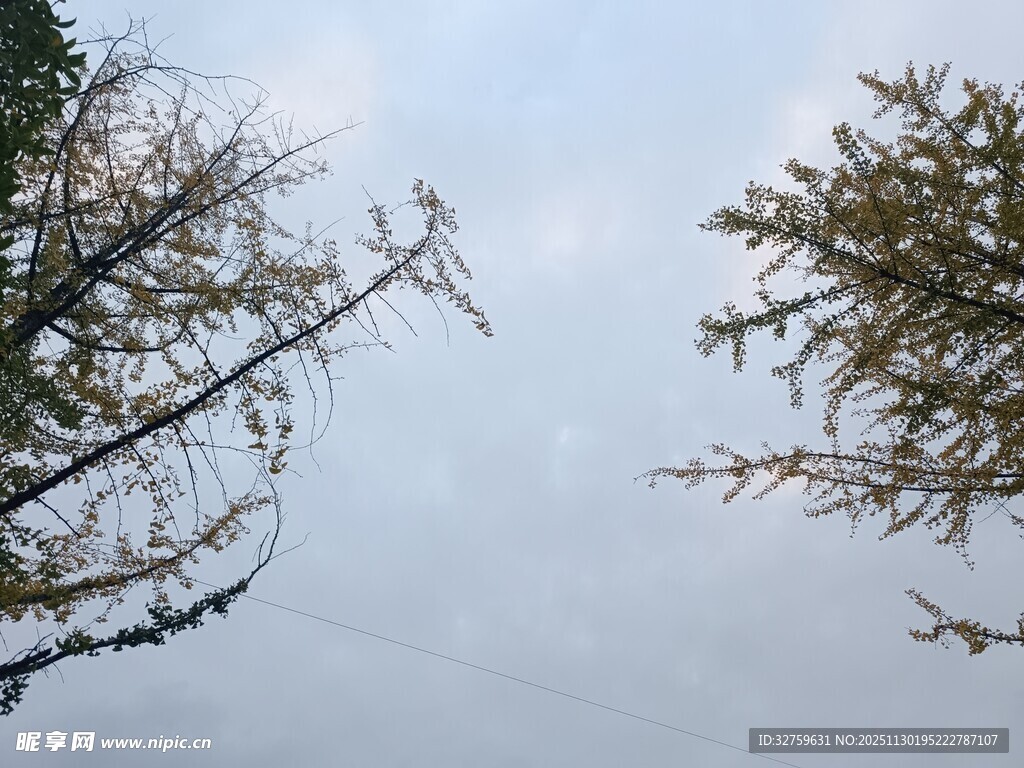 天空下的两棵树木