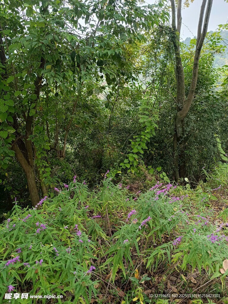 绿意盎然的繁茂林间景象