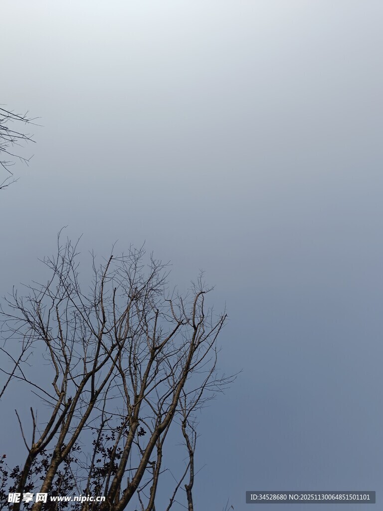 冬日枯树与清冷天空