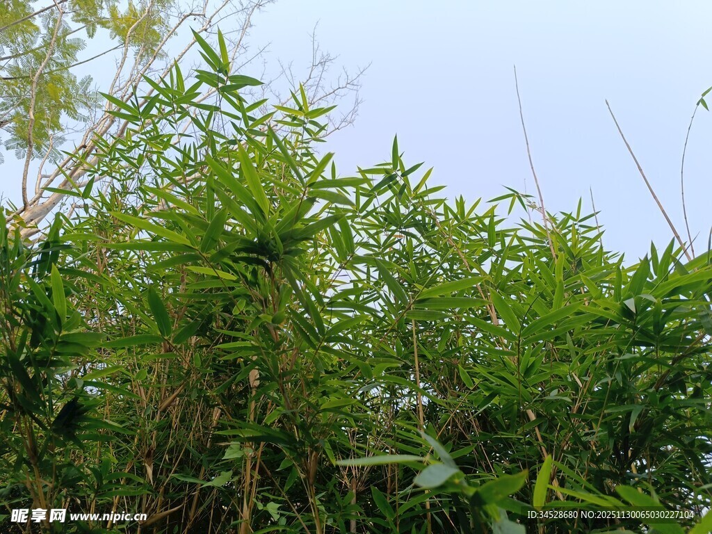 野外繁茂的绿色植物景观