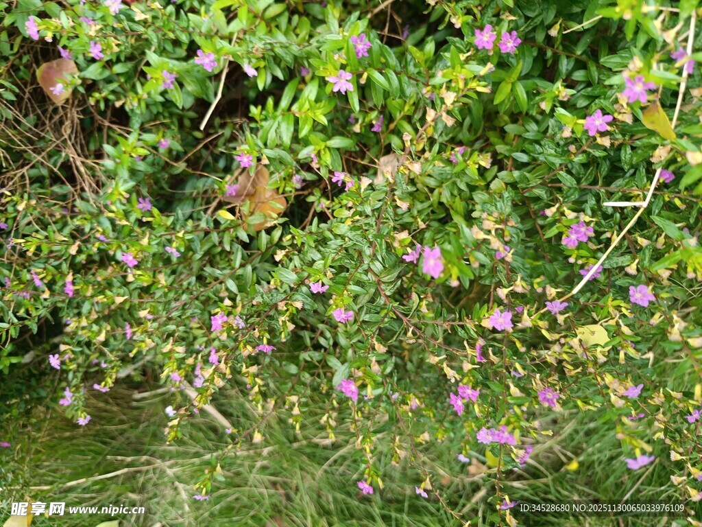 水边繁茂的紫色野花植物