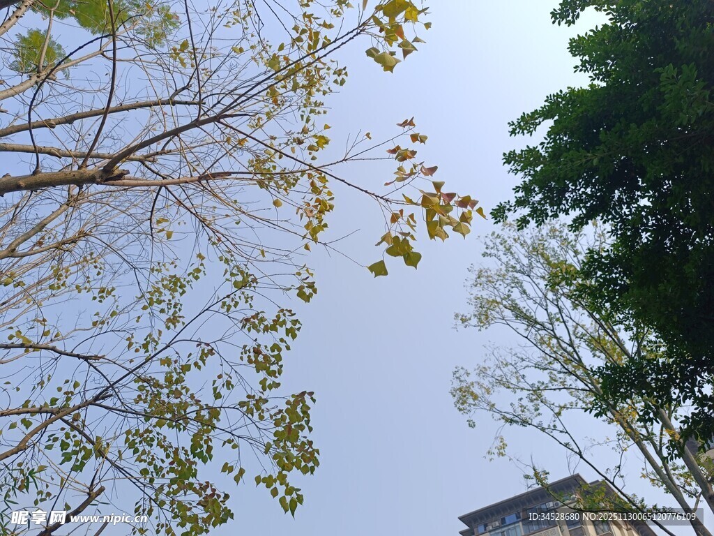 仰视树木与天空景象