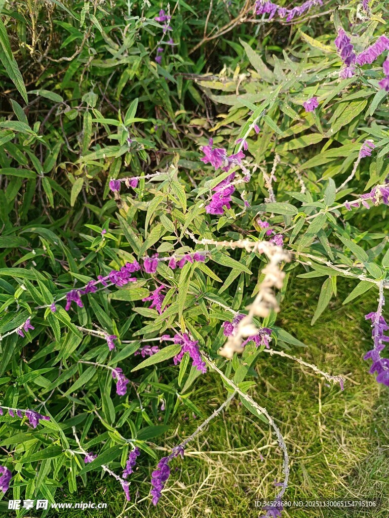 紫色野花绽放于绿草间