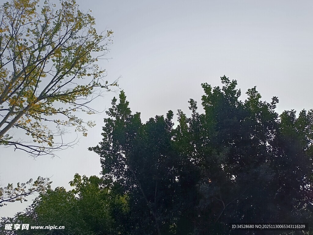 仰视绿树与天空景象