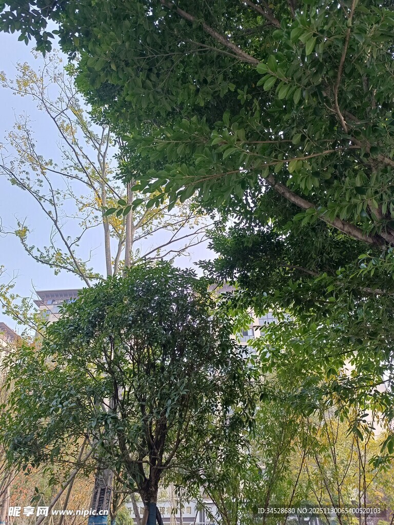 绿树成荫的户外景致
