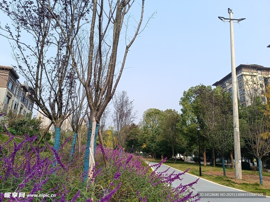 城市路边的花草与树木