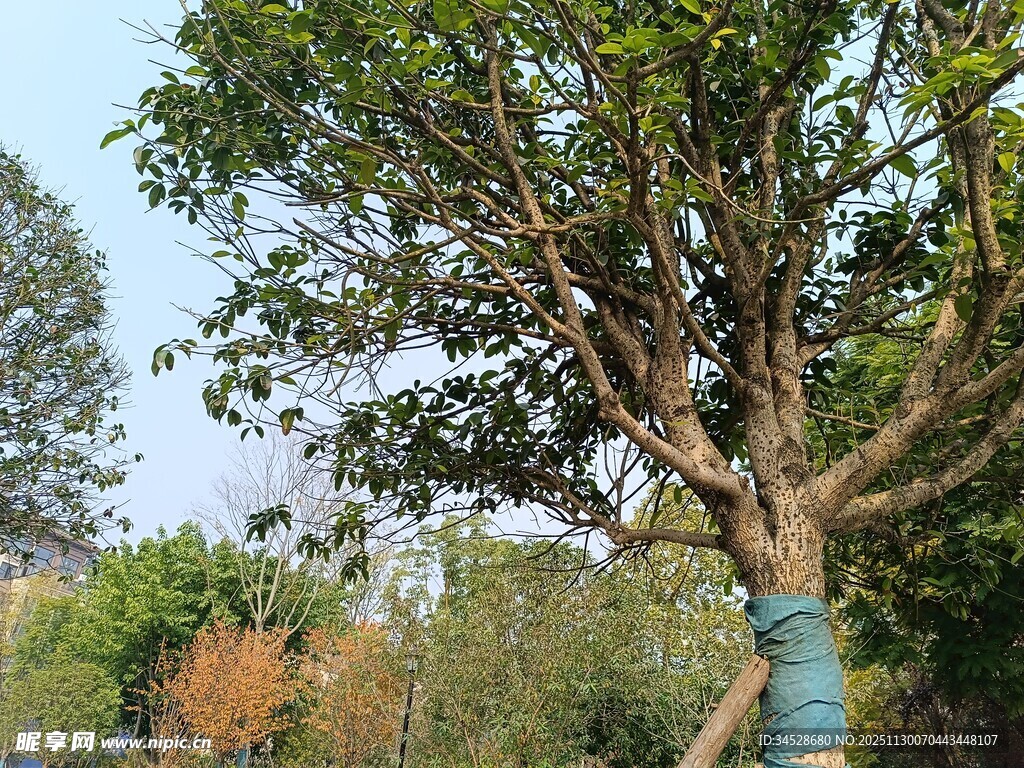 粗壮繁茂的大树