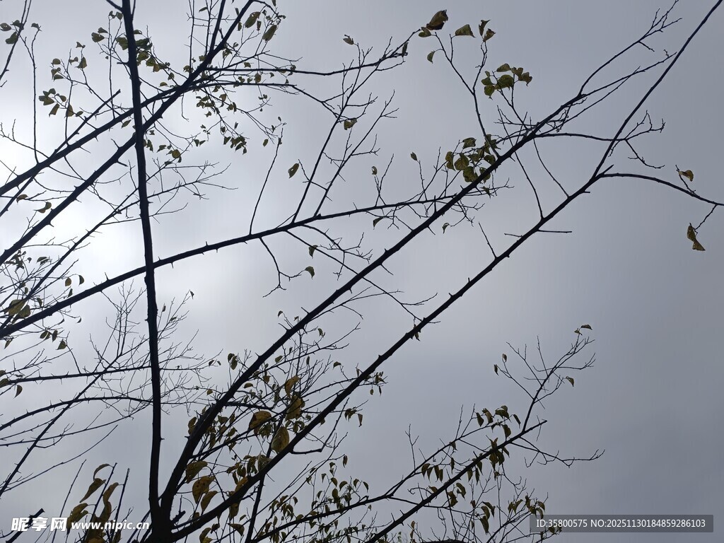 天空下的稀疏树枝