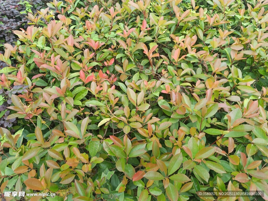 多彩叶片的植物特写