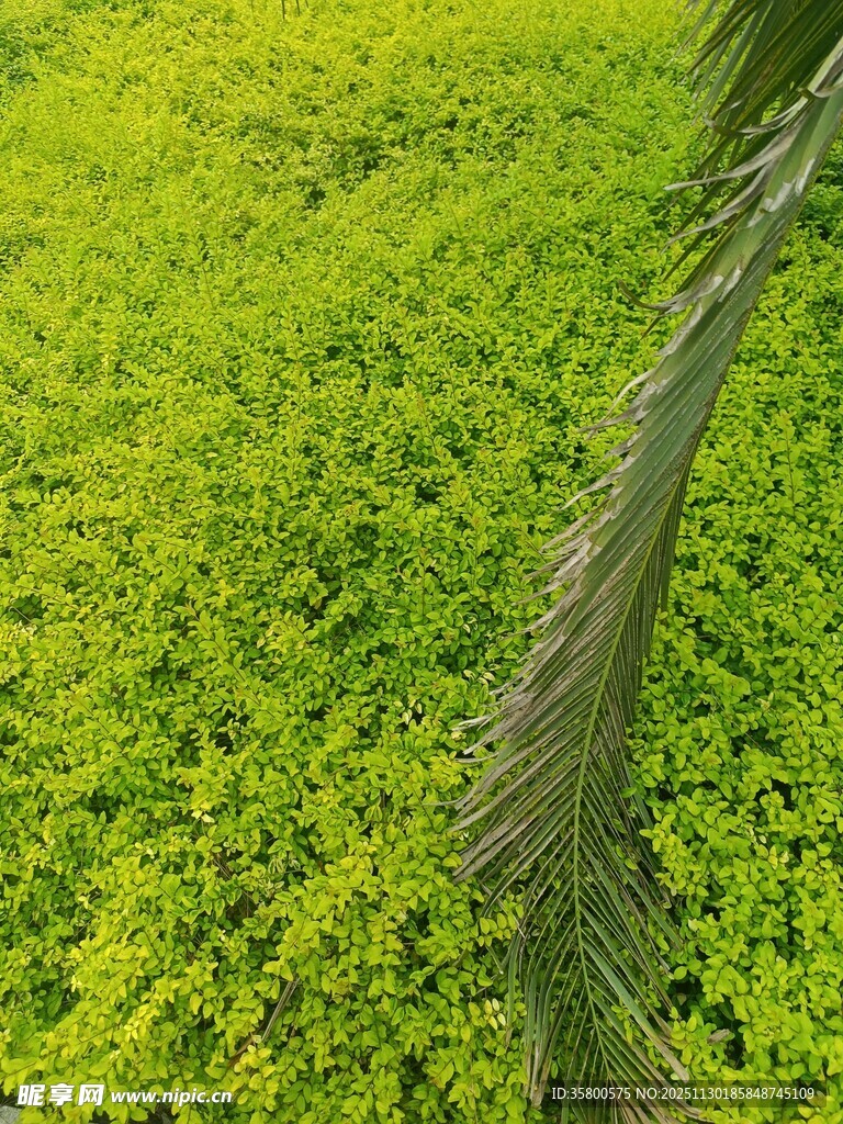 翠绿繁茂的地面绿植景观