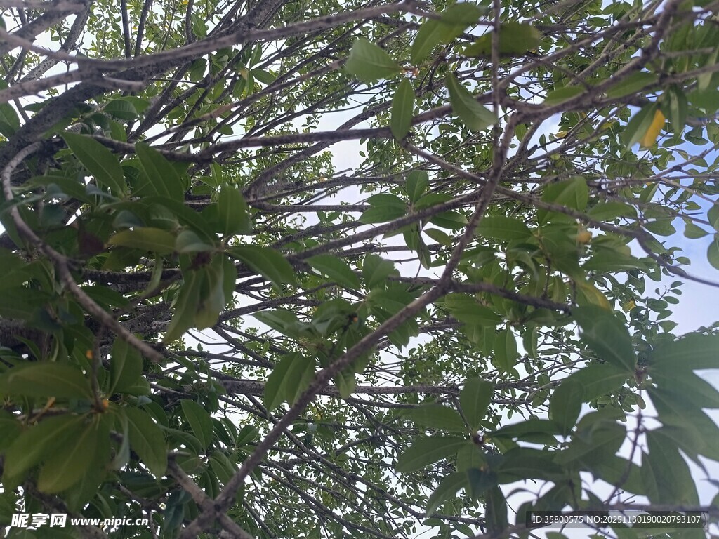 枝叶繁茂的树木景观