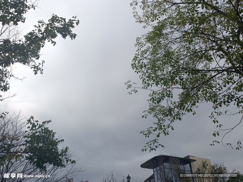 阴天时的树梢与屋顶