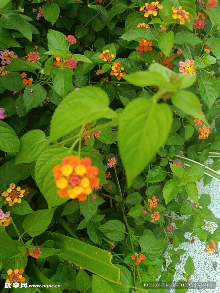 绿叶间的缤纷多彩花朵