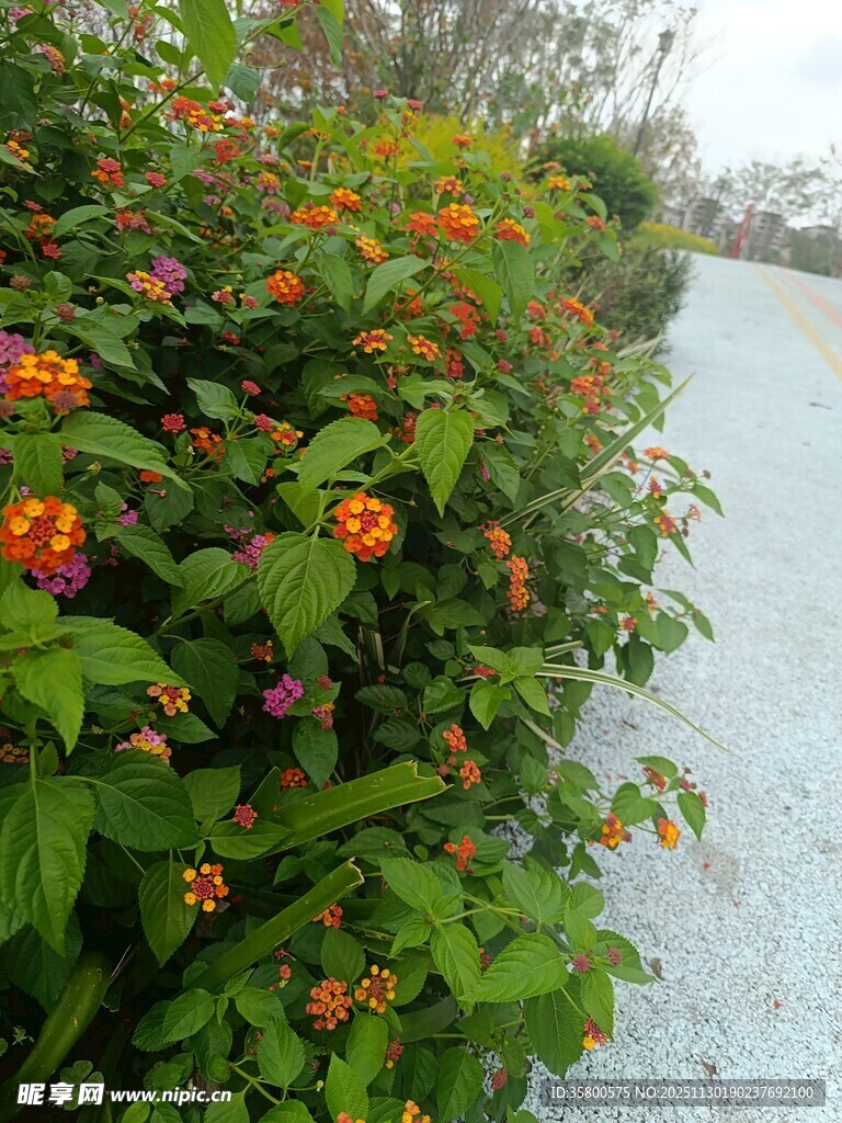 路边多彩花卉绿植景观