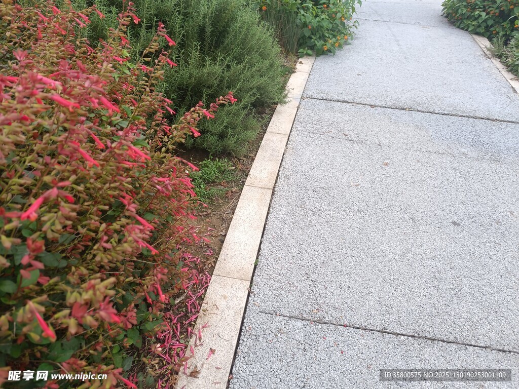 路边花草与石板小径