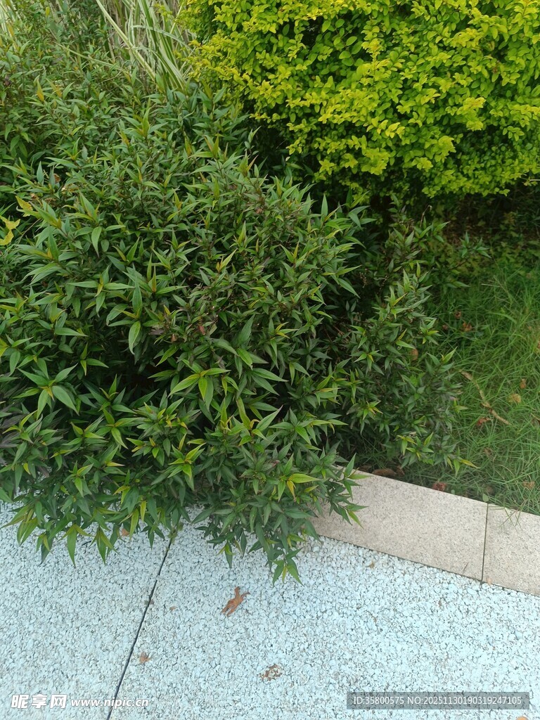 路边青葱绿植景观